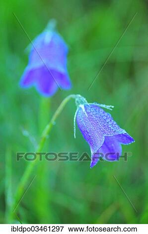"Bellflower (Campanula sp. ) with dewdrops, Styria, Austria, Europe" View Large Photo Image Stock Photo - "Bellflower (Campanula sp. ) with dewdrops, Styria, Austria, Europe". Fotosearch