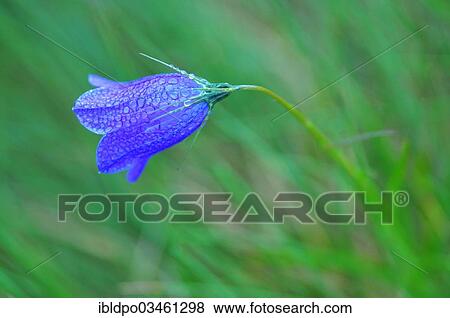 Stock Photo - "Bellflower (Campanula sp. ) with dewdrops, Styria, Austria, Europe". Fotosearch