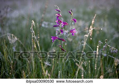 "Bellflower (Campanula) with morning dew, France, Europe" View Large Photo Image Stock Image - "Bellflower (Campanula) with morning dew, France, Europe". Fotosearch
