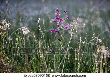 Stock Photo - "Bellflower (Campanula) with morning dew, Alpes-de-Haute-Provence, France, Europe". Fotosearch