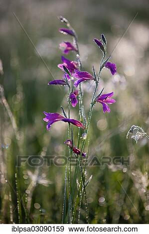 "Bellflower (Campanula) with morning dew, Alpes-de-Haute-Provence, France, Europe" View Large Photo Image Stock Photo - "Bellflower (Campanula) with morning dew, Alpes-de-Haute-Provence, France, Europe". Fotosearch