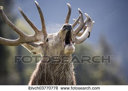 "Belling Red Deer (Cervus elaphus), Aurach wildlife park, Tyrol, Austria, Europe" View Large Photo Image Stock Photo - "Belling Red Deer (Cervus elaphus), Aurach wildlife park, Tyrol, Austria, Europe". Fotosearch