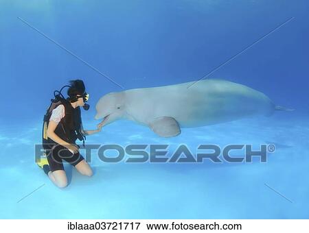 "Beluga or White Whale (Delphinapterus leucas) and a scuba diver, dolphinarium, Odessa, Odessa Oblast, Ukraine, Europe" View Large Photo Image Stock Photo - "Beluga or White Whale (Delphinapterus leucas) and a scuba diver, dolphinarium, Odessa, Odessa Oblast, Ukraine, Europe". Fotosearch