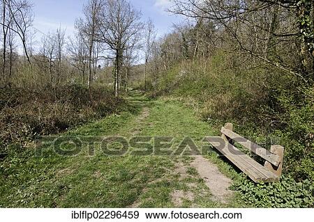 "Bench beside path through woodland habitat, Highnam Woods RSPB Reserve, Gloucestershire, England, United Kingdom, Europe" View Large Photo Image Stock Photo - "Bench beside path through woodland habitat, Highnam Woods RSPB Reserve, Gloucestershire, England, United Kingdom, Europe". Fotosearch