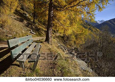 "Bench in front of autumn larch trees, Zernez, Lower Engadine, Canton of Graubunden, Switzerland, Europe" View Large Photo Image Stock Image - "Bench in front of autumn larch trees, Zernez, Lower Engadine, Canton of Graubunden, Switzerland, Europe". Fotosearch