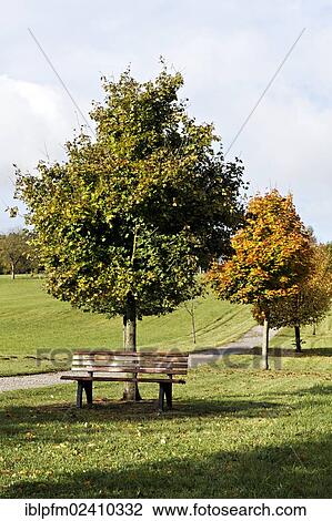 "Bench seat under a tree in autumn, Chiemgau, Upper Bavaria, Germany, Europe" View Large Photo Image Stock Image - "Bench seat under a tree in autumn, Chiemgau, Upper Bavaria, Germany, Europe". Fotosearch