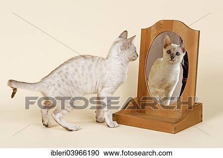 "Bengal cat, coat colour snow, 16 weeks, looking at herself in the mirror" View Large Photo Image Stock Image - "Bengal cat, coat colour snow, 16 weeks, looking at herself in the mirror". Fotosearch