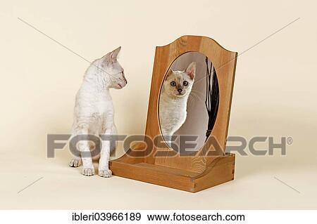 "Bengal cat, coat colour snow, 16 weeks, looking at herself in the mirror" View Large Photo Image Stock Photo - "Bengal cat, coat colour snow, 16 weeks, looking at herself in the mirror". Fotosearch