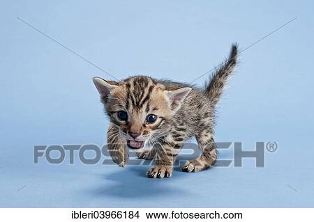 "Bengal cat, kitten, 2 weeks, coat colour brown spotted" View Large Photo Image Picture - "Bengal cat, kitten, 2 weeks, coat colour brown spotted". Fotosearch