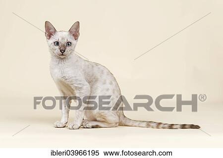 Stock Photography - "Bengal cat, kitten, coat colour snow, 16 weeks". Fotosearch