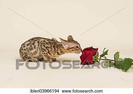 "Bengal cat, kitten sniffing at a red rose" View Large Photo Image Picture - "Bengal cat, kitten sniffing at a red rose". Fotosearch