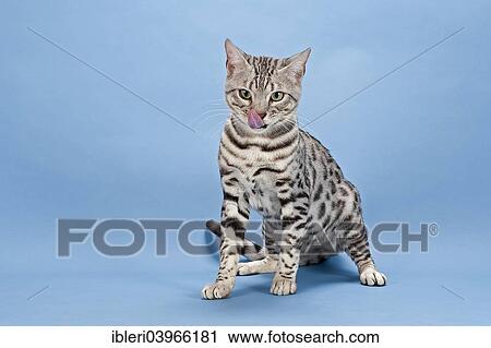 "Bengal cat, tomcat, 14 months, coat colour silver spotted" View Large Photo Image Stock Image - "Bengal cat, tomcat, 14 months, coat colour silver spotted". Fotosearch