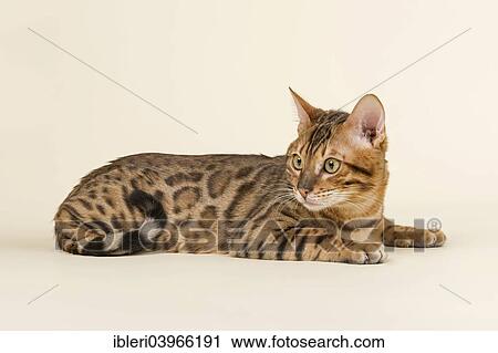 Bengal Cat Tomcat Coat Colour Brown Rosetted Stock Image Ibleri Fotosearch