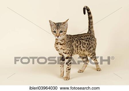 Stock Image - "Bengal Kitten, brown rosetted, 16 weeks". Fotosearch