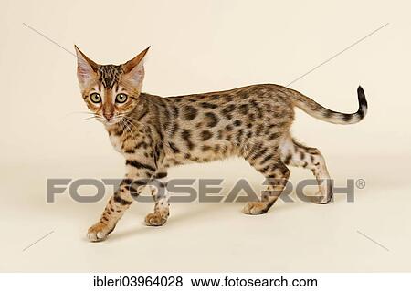 "Bengal Kitten, brown rosetted, 16 weeks" View Large Photo Image Stock Photo - "Bengal Kitten, brown rosetted, 16 weeks". Fotosearch