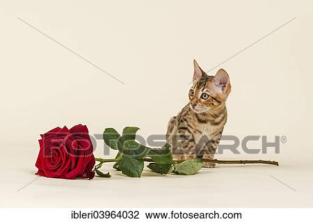Bengal Kitten with rose View Large Photo Image Stock Image - Bengal Kitten with rose. Fotosearch
