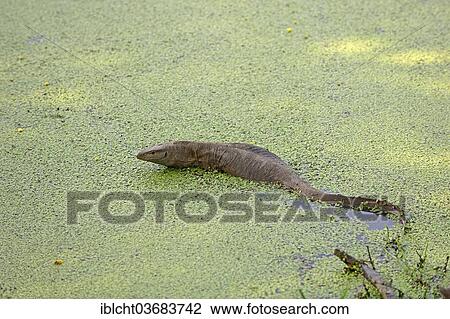 Stock Image - "Bengal Monitor Lizard, Clouded Monitor or Common Indian Monitor (Varanus bengalensis) in water, Keoladeo National Park, Bharatpur, Rajasthan, India, Asia". Fotosearch
