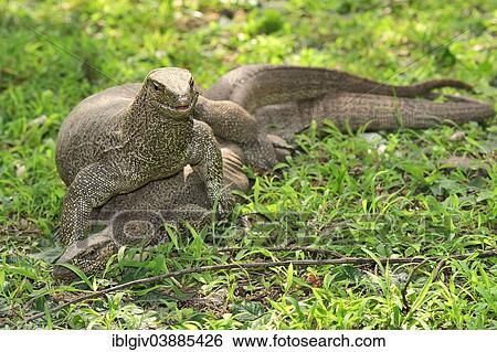 "Bengal Monitors (Varanus bengalensis) mating, Polonnaruwa, North Central Province, Sri Lanka, Asia" View Large Photo Image Stock Photograph - "Bengal Monitors (Varanus bengalensis) mating, Polonnaruwa, North Central Province, Sri Lanka, Asia". Fotosearch