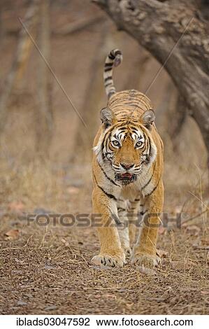 "Bengal tiger (Panthera tigris tigris) in the dry forest, Ranthambore national park, Rajasthan, India, Asia" View Large Photo Image Stock Image - "Bengal tiger (Panthera tigris tigris) in the dry forest, Ranthambore national park, Rajasthan, India, Asia". Fotosearch