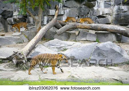 "Bengal Tiger (Panthera tigris tigris) in the enclosure at Tierpark Berlin zoo, Berlin, Germany, Europe" View Large Photo Image Stock Photograph - "Bengal Tiger (Panthera tigris tigris) in the enclosure at Tierpark Berlin zoo, Berlin, Germany, Europe". Fotosearch