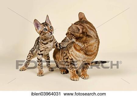 Stock Image - "Bengals, lively kitten with fatigued mother". Fotosearch
