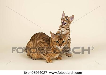 "Bengals, lively kitten with fatigued mother" View Large Photo Image Stock Photo - "Bengals, lively kitten with fatigued mother". Fotosearch