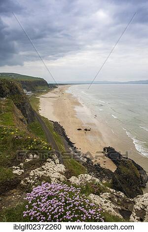 "Benone beach, Castlerock, Northern Ireland, United Kingdom, Europe" View Large Photo Image Stock Image - "Benone beach, Castlerock, Northern Ireland, United Kingdom, Europe". Fotosearch