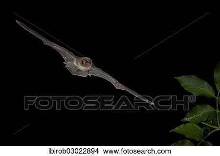 "Bent-wing Bat, Schreibers' Long-fingered Bat or Schreibers' Bat (Miniopterus schreibersii) in flight, North Bulgaria, Bulgaria, Europe" View Large Photo Image Picture - "Bent-wing Bat, Schreibers' Long-fingered Bat or Schreibers' Bat (Miniopterus schreibersii) in flight, North Bulgaria, Bulgaria, Europe". Fotosearch