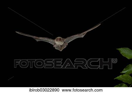 "Bent-wing Bat, Schreibers' Long-fingered Bat or Schreibers' Bat (Miniopterus schreibersii) in flight, North Bulgaria, Bulgaria, Europe" View Large Photo Image Stock Image - "Bent-wing Bat, Schreibers' Long-fingered Bat or Schreibers' Bat (Miniopterus schreibersii) in flight, North Bulgaria, Bulgaria, Europe". Fotosearch