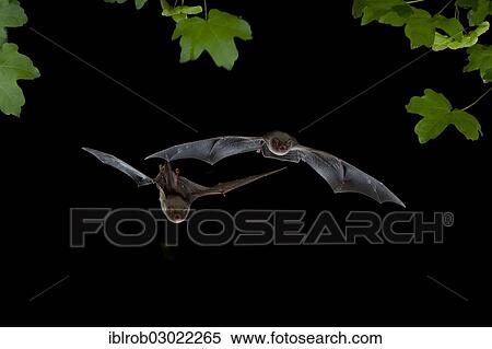 Stock Photography - "Bent-wing Bats, Schreibers' Long-fingered Bats or Schreibers' Bats (Miniopterus schreibersii) in flight, North Bulgaria, Bulgaria, Europe". Fotosearch