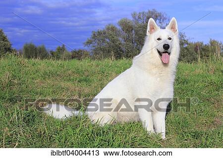 "Berger Blanc Suisse, White Swiss Shepherd Dog, sitting in a meadow" View Large Photo Image Stock Image - "Berger Blanc Suisse, White Swiss Shepherd Dog, sitting in a meadow". Fotosearch