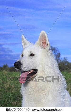 "Berger Blanc Suisse, White Swiss Shepherd Dog" View Large Photo Image Stock Image - "Berger Blanc Suisse, White Swiss Shepherd Dog". Fotosearch