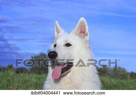 "Berger Blanc Suisse, White Swiss Shepherd Dog" View Large Photo Image Stock Image - "Berger Blanc Suisse, White Swiss Shepherd Dog". Fotosearch