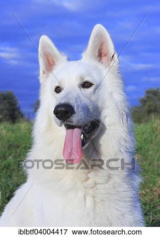 "Berger Blanc Suisse, White Swiss Shepherd Dog" View Large Photo Image Stock Photo - "Berger Blanc Suisse, White Swiss Shepherd Dog". Fotosearch
