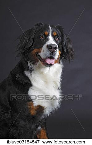 "Bernese Mountain Dog, female, bitch, Germany, Europe" View Large Photo Image Stock Photo - "Bernese Mountain Dog, female, bitch, Germany, Europe". Fotosearch