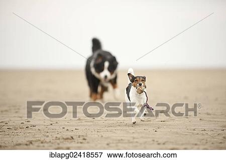 Bernese Mountain Dog following a Jack Russell Terrier on the beach View Large Photo Image Stock Photo - Bernese Mountain Dog following a Jack Russell Terrier on the beach. Fotosearch