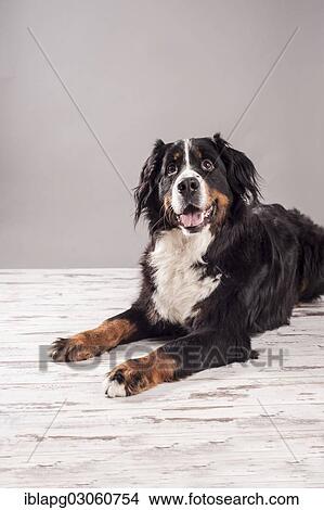 "Bernese Mountain Dog, lying down" View Large Photo Image Picture - "Bernese Mountain Dog, lying down". Fotosearch