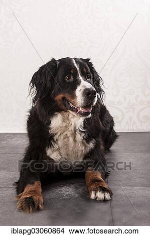 "Bernese Mountain Dog, lying down" View Large Photo Image Picture - "Bernese Mountain Dog, lying down". Fotosearch