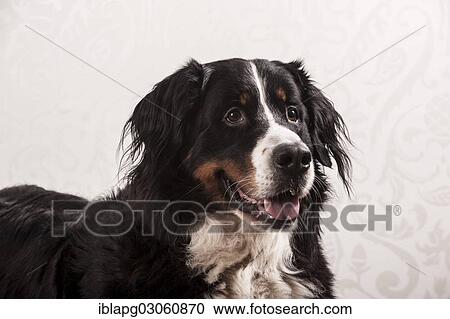 "Bernese Mountain Dog, lying down" View Large Photo Image Stock Image - "Bernese Mountain Dog, lying down". Fotosearch
