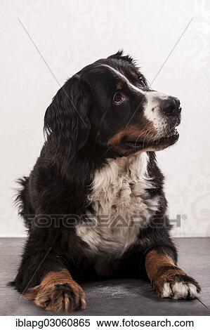 "Bernese Mountain Dog, lying down" View Large Photo Image Stock Photography - "Bernese Mountain Dog, lying down". Fotosearch