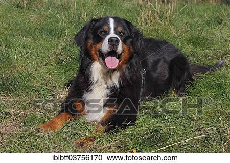 "Bernese mountain dog lying in a meadow, North Rhine-Westphalia, Germany, Europe" View Large Photo Image Stock Image - "Bernese mountain dog lying in a meadow, North Rhine-Westphalia, Germany, Europe". Fotosearch