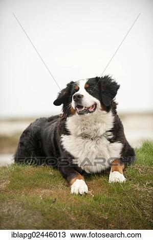Bernese Mountain Dog lying View Large Photo Image Stock Image - Bernese Mountain Dog lying. Fotosearch