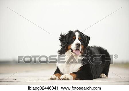 "Bernese Mountain Dog, lying" View Large Photo Image Stock Image - "Bernese Mountain Dog, lying". Fotosearch