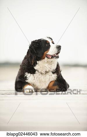 "Bernese Mountain Dog, lying" View Large Photo Image Stock Image - "Bernese Mountain Dog, lying". Fotosearch