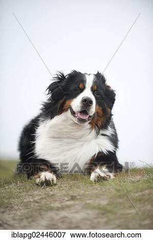 "Bernese Mountain Dog, lying" View Large Photo Image Stock Photo - "Bernese Mountain Dog, lying". Fotosearch