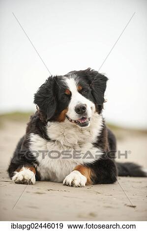 "Bernese Mountain Dog, lying" View Large Photo Image Stock Photo - "Bernese Mountain Dog, lying". Fotosearch