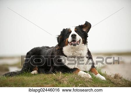 "Bernese Mountain Dog, lying" View Large Photo Image Stock Photograph - "Bernese Mountain Dog, lying". Fotosearch
