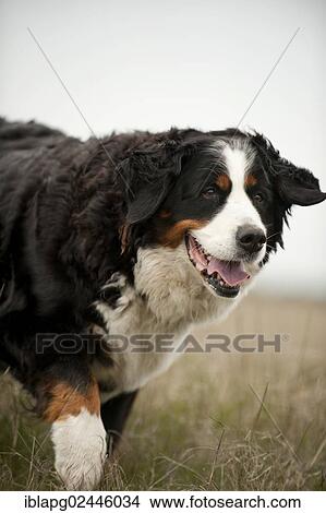 Bernese Mountain Dog View Large Photo Image Picture - Bernese Mountain Dog. Fotosearch