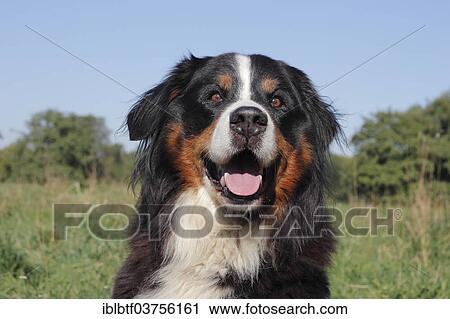 "Bernese Mountain Dog, Portrait, North Rhine-Westphalia, Germany, Europe" View Large Photo Image Stock Image - "Bernese Mountain Dog, Portrait, North Rhine-Westphalia, Germany, Europe". Fotosearch