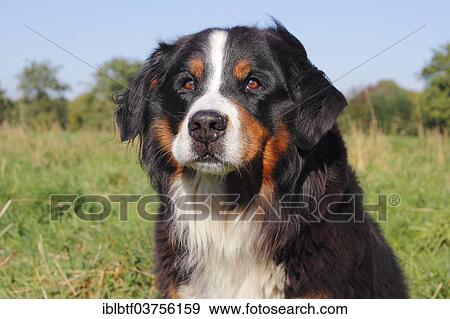 "Bernese Mountain Dog, Portrait, North Rhine-Westphalia, Germany, Europe" View Large Photo Image Stock Photo - "Bernese Mountain Dog, Portrait, North Rhine-Westphalia, Germany, Europe". Fotosearch